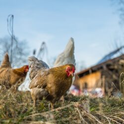 Grippe aviaire : Communiqué de la Préfecture d’Arras