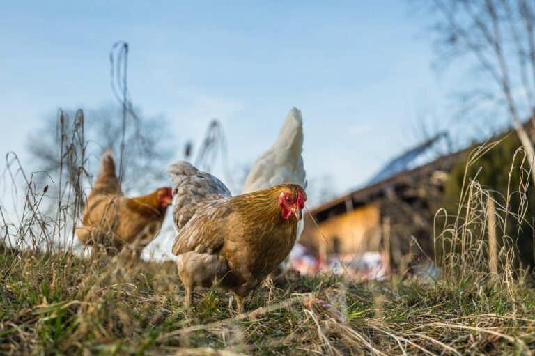 Lire la suite à propos de l’article Grippe aviaire : Communiqué de la Préfecture d’Arras
