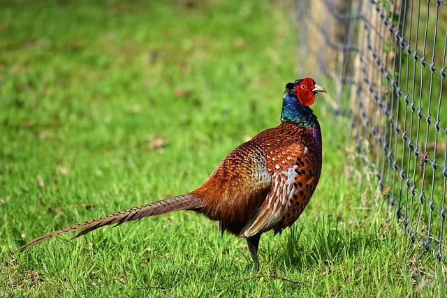 Lire la suite à propos de l’article Grippe aviaire : Appel à l’attention de tous